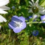 Nemophila phacelioides Цвят