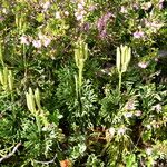 Lycopodium tristachyum Habitus