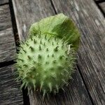 Datura innoxia Meyve
