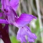Orchis olbiensis Λουλούδι