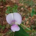 Vigna unguiculata Blomma