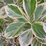 Euonymus japonicus Blad