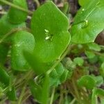 Claytonia perfoliata ফুল