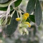 Genista monspessulana Otro