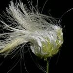 Zapoteca formosa Flor