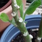 Brugmansia suaveolens Bark