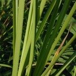 Carex laeviconica Φύλλο