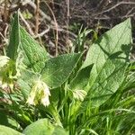 Symphytum bulbosum Blodyn