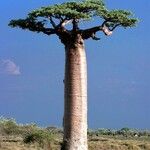 Adansonia grandidieri Foglia