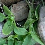 Theligonum cynocrambe Yaprak