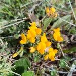 Lotus corniculatusBloem