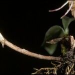 Bulbophyllum falcatum Ŝelo