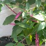 Phytolacca americana Frunză
