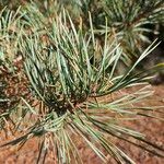 Pinus sylvestris Folha