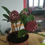 Skimmia japonica Thunb. var. japonicaЦветок