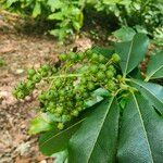 Pieris formosa Likasa