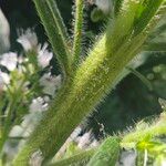 Echium italicum Coajă