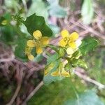 Barbarea rupicola Flor