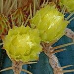 Ferocactus glaucescens 花