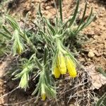 Onosma pseudoarenaria Fiore