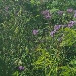 Vernonia fasciculata Bloem
