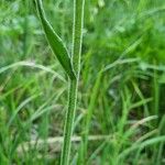 Tephroseris longifolia Leaf