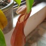 Nepenthes spp. Leaf