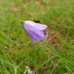 Campanula rotundifolia Blomma