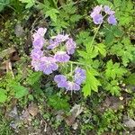 Phacelia bipinnatifida Flor