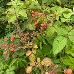 Rubus canadensis Fruit