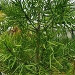 Afrocarpus falcatus موطن