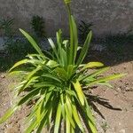 Agapanthus africanusLeaf