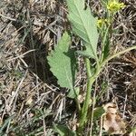 Rapistrum rugosum Leaf