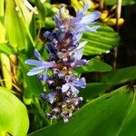 Pontederia cordata Λουλούδι