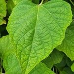 Clerodendrum chinense Leaf