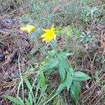 Hieracium sabaudum Habitat