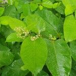 Reynoutria sachalinensis Flower