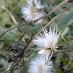 Chondrilla juncea Ffrwyth