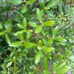 Rhododendron dauricum Leaf