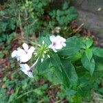 Phlox maculata Flor