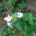 Phlox maculataFlor