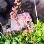 Leptarrhena pyrolifolia Kvet