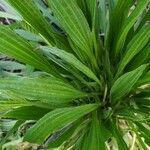 Plantago lanceolata Blatt