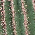 Ferocactus pilosus Leaf