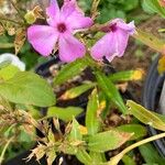 Phlox maculataফুল