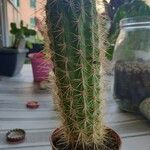 Echinocereus engelmannii Ліст