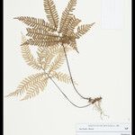 Adiantum terminatum Лист