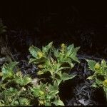 Stillingia spinulosa