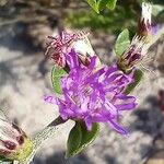 Monardella purpurea Flower