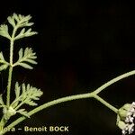 Torilis leptophylla Otro